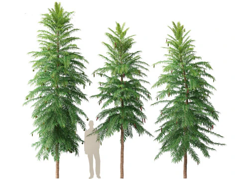 Wollemia nobilis - Wollemi-Kiefer 3D Modell