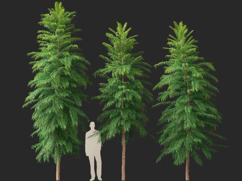 Wollemia nobilis - Wollemi-Kiefer 3D Modell
