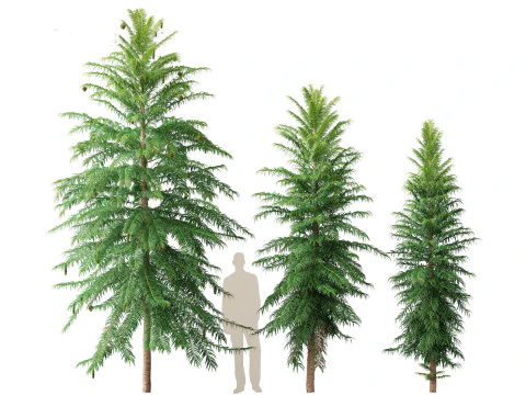 Wollemia nobilis - Wollemi-Kiefer 3D Modell