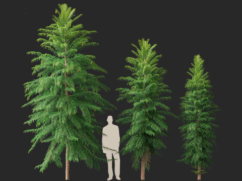 Wollemia nobilis - Wollemi-Kiefer 3D Modell