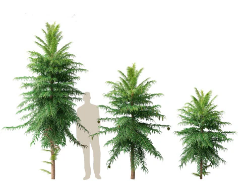 Wollemia nobilis - Wollemi-Kiefer 3D Modell