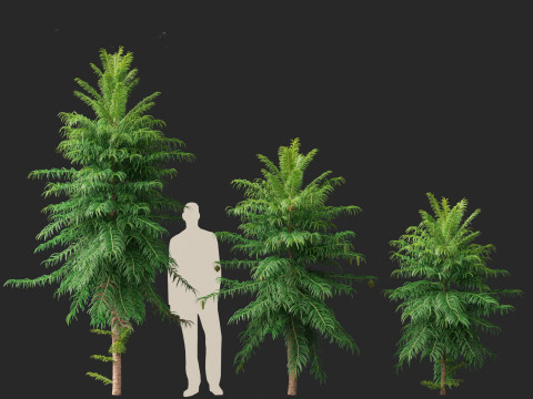 Wollemia nobilis - Wollemi pine 3D Модель