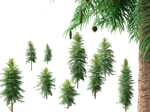 Wollemia nobilis - Wollemi pine 3D Модель
