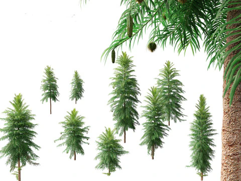 Wollemia nobilis - Wollemi-Kiefer 3D Modell