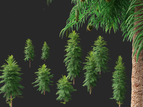 Wollemia nobilis - Wollemi pine 3D Модель