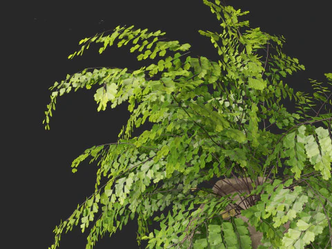 Adiantum aethiopicum - Common maidenhair 3D Model