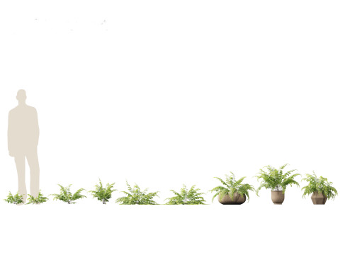 Adiantum aethiopicum - Common maidenhair Modèle 3D