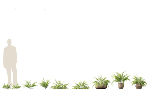 Adiantum aethiopicum - Common maidenhair 3D Model