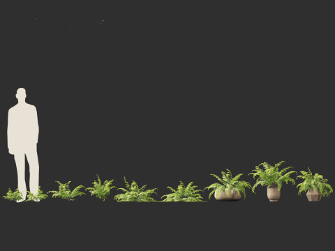 Adiantum aethiopicum - Common maidenhair Modèle 3D