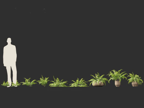 Adiantum aethiopicum - Common maidenhair 3D Model