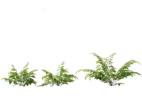 Adiantum aethiopicum - Common maidenhair 3D Model