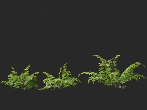 Adiantum aethiopicum - Common maidenhair 3D Model