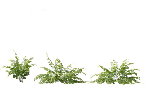 Adiantum aethiopicum - Common maidenhair 3D Model