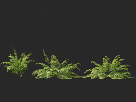 Adiantum aethiopicum - Common maidenhair Modèle 3D
