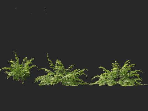 Adiantum aethiopicum - Common maidenhair 3D Model
