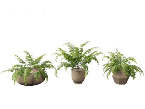 Adiantum aethiopicum - Common maidenhair 3D Model