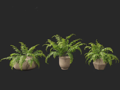 Adiantum aethiopicum - Common maidenhair 3D Model