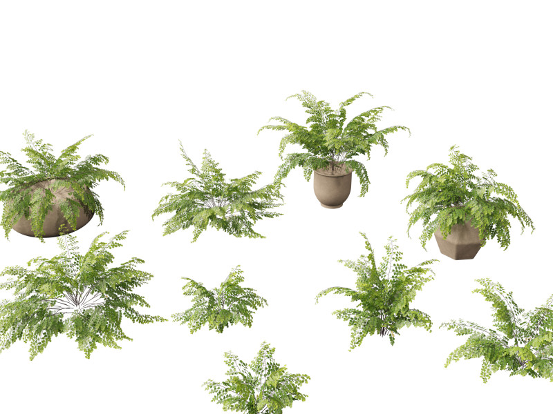 Adiantum aethiopicum - Common maidenhair Modèle 3D .c4d .max .obj .3ds .fbx .stl .blend 