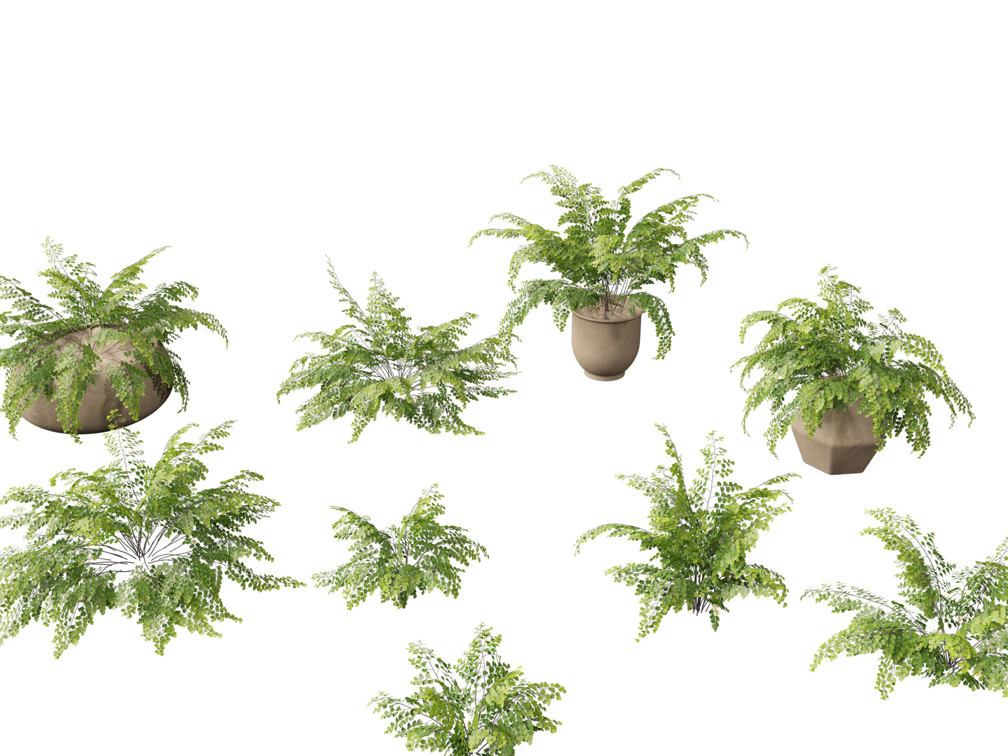 Adiantum aethiopicum - Common maidenhair 3D Model .c4d .max .obj .3ds .fbx .stl .blend
