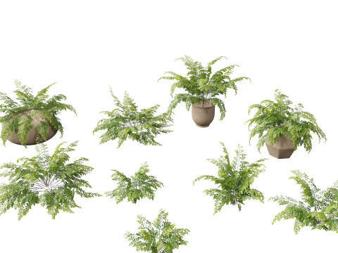 Adiantum aethiopicum - イチョウ 3Dモデル