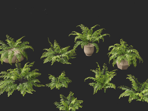 Adiantum aethiopicum - Common maidenhair Modèle 3D