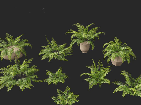 Adiantum aethiopicum - Common maidenhair 3D Model