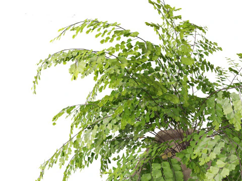 Adiantum aethiopicum - Common maidenhair 3D Model