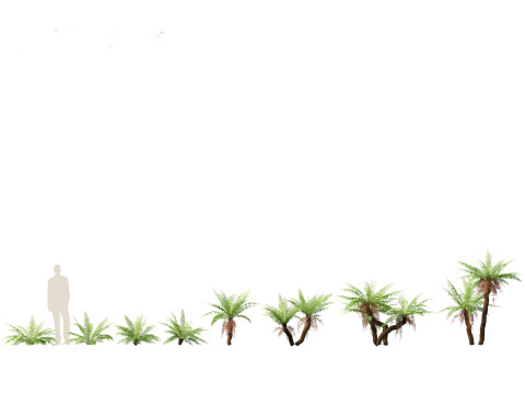 Blechnum nudum - Fishbone water fern 3D Модель