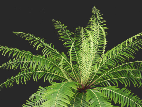 Blechnum nudum - Fishbone water fern 3D Модель