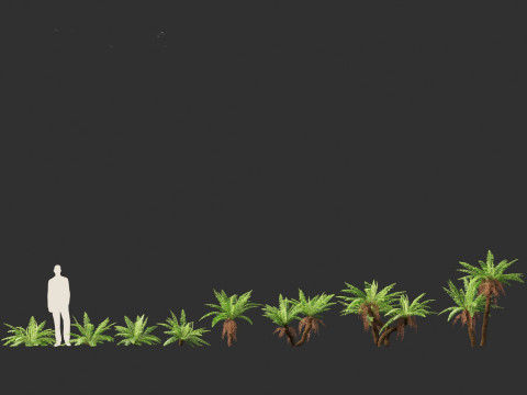 Blechnum nudum - Fishbone water fern 3D Модель