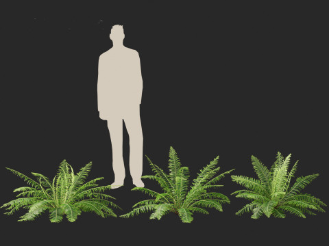 Blechnum nudum - Fishbone water fern 3D Модель