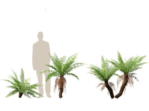 Blechnum nudum - Fishbone water fern 3D Модель