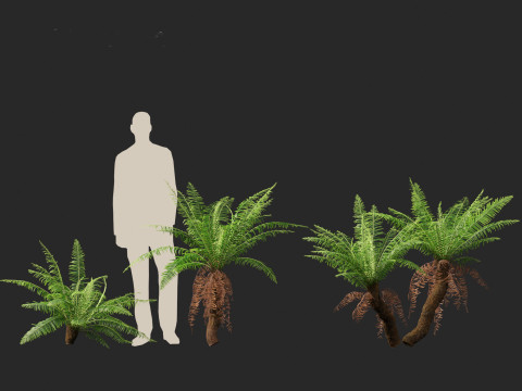Blechnum nudum - Fishbone water fern 3D Модель