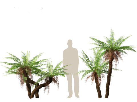 Blechnum nudum - Fishbone water fern 3D Модель