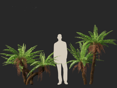 Blechnum nudum - Fishbone water fern 3D Модель