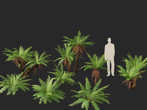 Blechnum nudum - Fishbone water fern 3D Модель
