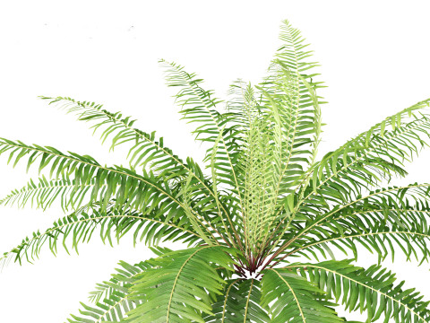 Blechnum nudum - Fishbone water fern 3D Модель