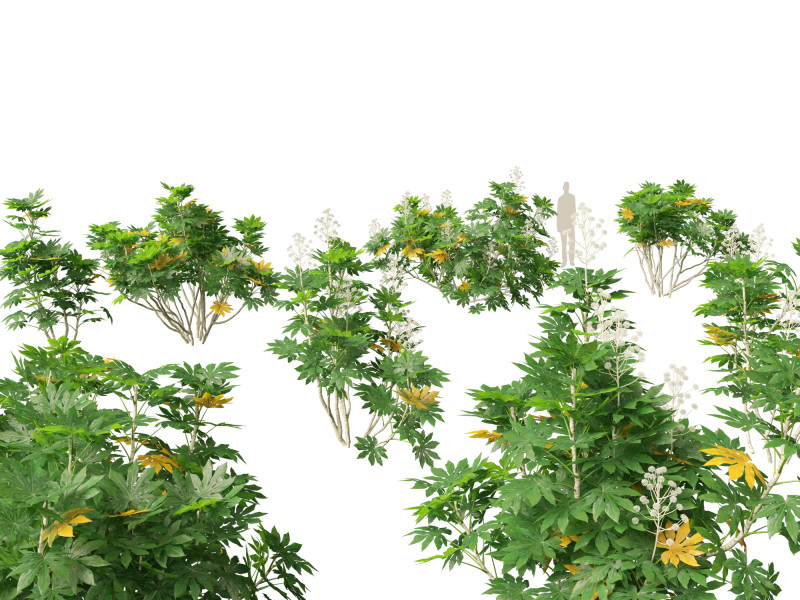 Fatsia japonica - Japanese aralia Modelo 3D .c4d .max .obj .3ds .fbx .stl .blend 