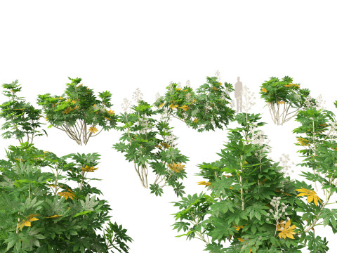 Fatsia japonica - Japanese aralia 3D Model
