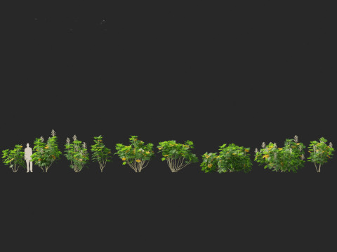 Fatsia japonica - Japanese aralia Modelo 3D