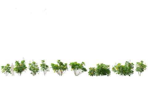 Fatsia japonica - Japanese aralia Modelo 3D