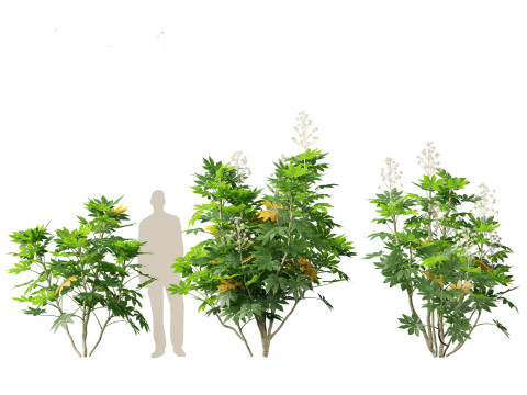 Fatsia japonica - Japanese aralia Modelo 3D