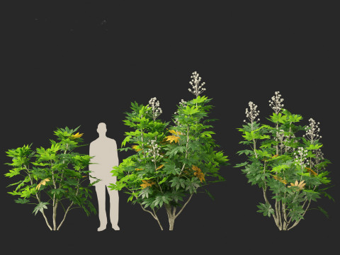 Fatsia japonica - Japanese aralia Modelo 3D