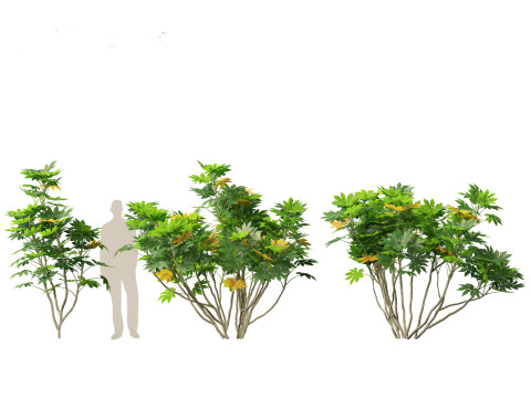Fatsia japonica - Japanese aralia Modelo 3D