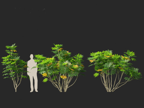 Fatsia japonica - Japanese aralia Modelo 3D