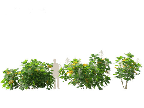 Fatsia japonica - Japanese aralia Modelo 3D