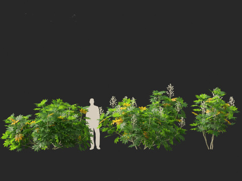 Fatsia japonica - Japanese aralia Modelo 3D