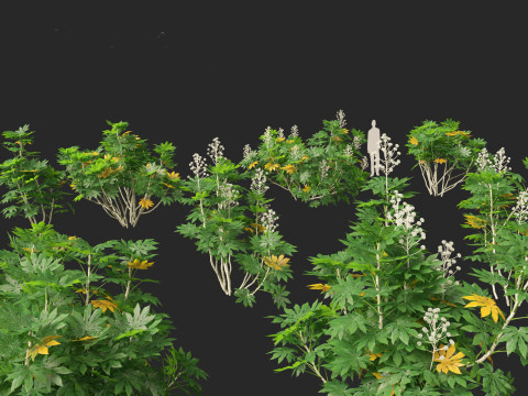 Fatsia japonica - Japanese aralia Modelo 3D