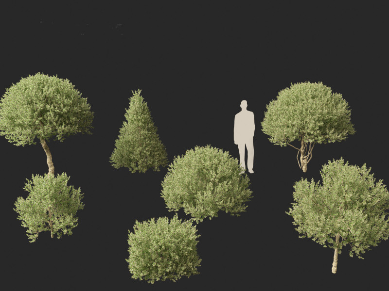 Ilex Aquifolium Argentea Marginata - Margined holly 3D Model .c4d .max .obj .3ds .fbx .stl .blend 