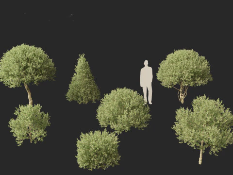 Ilex Aquifolium Argentea Marginata - Gerande hulst 3D Model